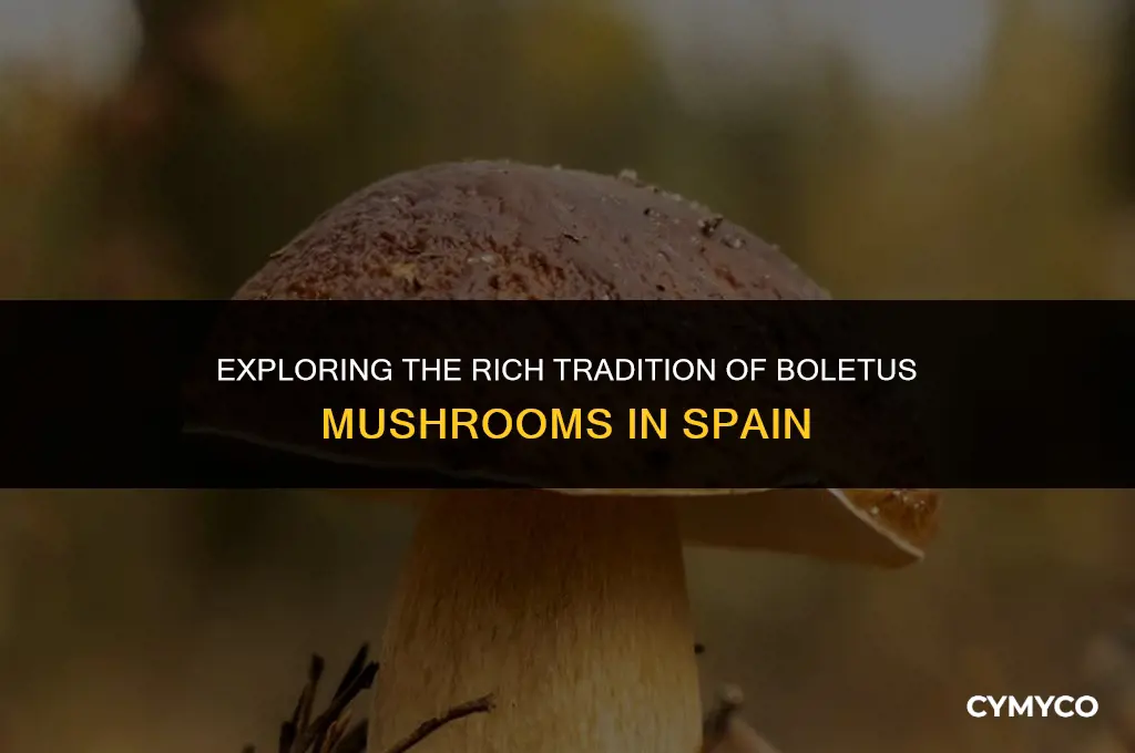 what is boletus in spain