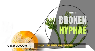 Understanding Broken Hyphae: Causes, Effects, and Solutions