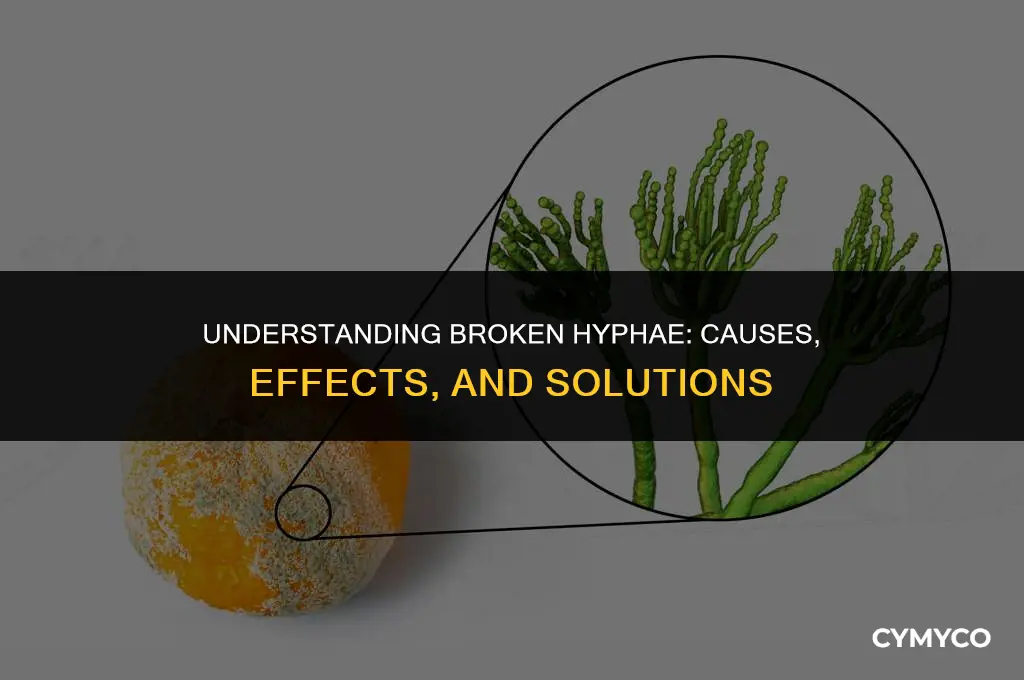 what is broken hyphae
