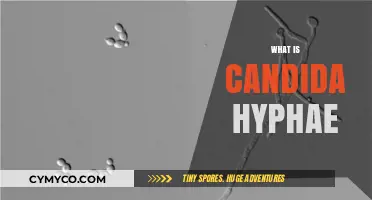 Understanding Candida Hyphae: The Hidden Culprit Behind Fungal Infections