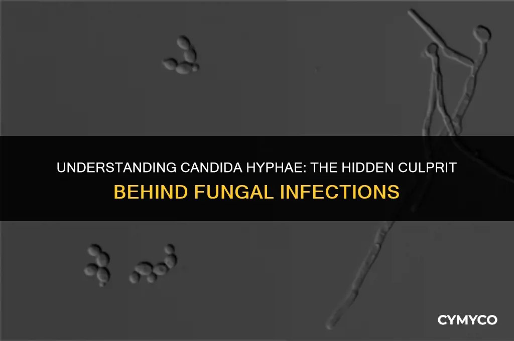 what is candida hyphae