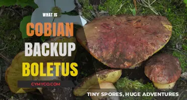 Exploring Cobian Backup Boletus: A Comprehensive Guide