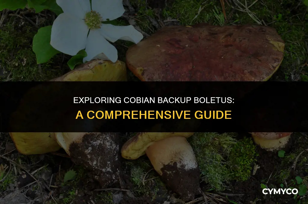 what is cobian backup boletus
