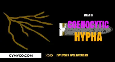 Exploring the Fascinating World of Coenocytic Hyphae: A Detailed Guide