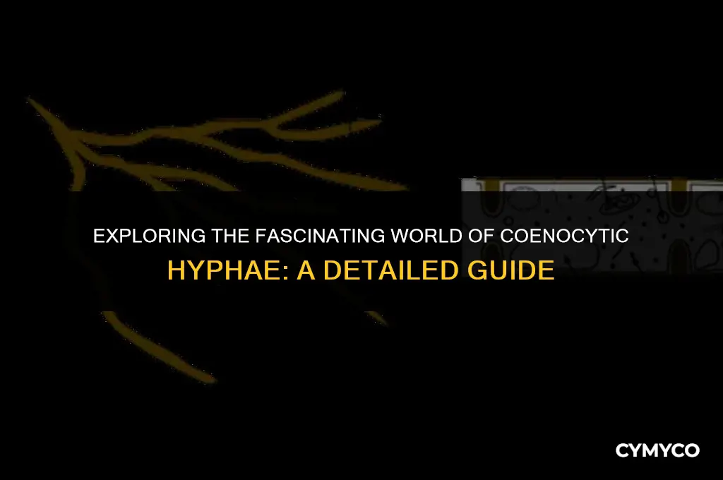 what is coenocytic hypha