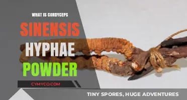 Unlocking the Secrets of Cordyceps Sinensis Hyphae Powder