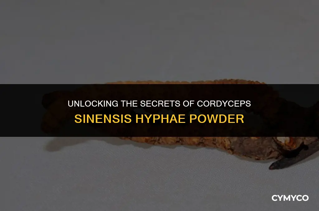 what is cordyceps sinensis hyphae powder