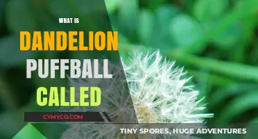 Exploring Nature's Wonders: The Delicate Dandelion Puffball