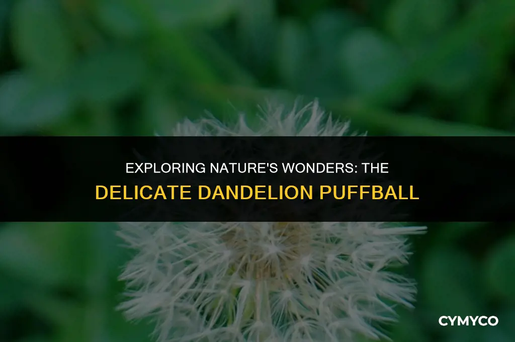 what is dandelion puffball called