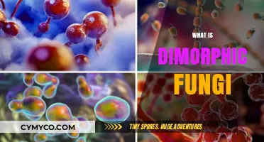 Exploring the Intriguing World of Dimorphic Fungi: A Comprehensive Guide