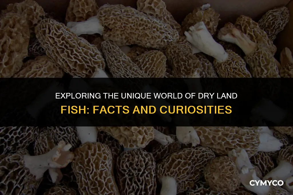 what is dry land fish