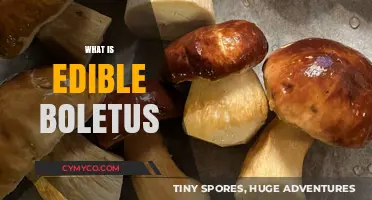Exploring the Edible World of Boletus Mushrooms: A Comprehensive Guide