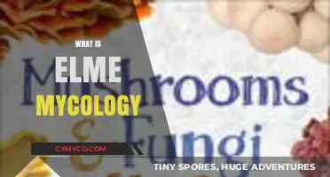 Exploring the Fascinating World of Elm Mycology: A Beginner's Guide