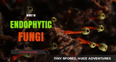 Exploring the Intricate World of Endophytic Fungi: A Hidden Realm Within Plants