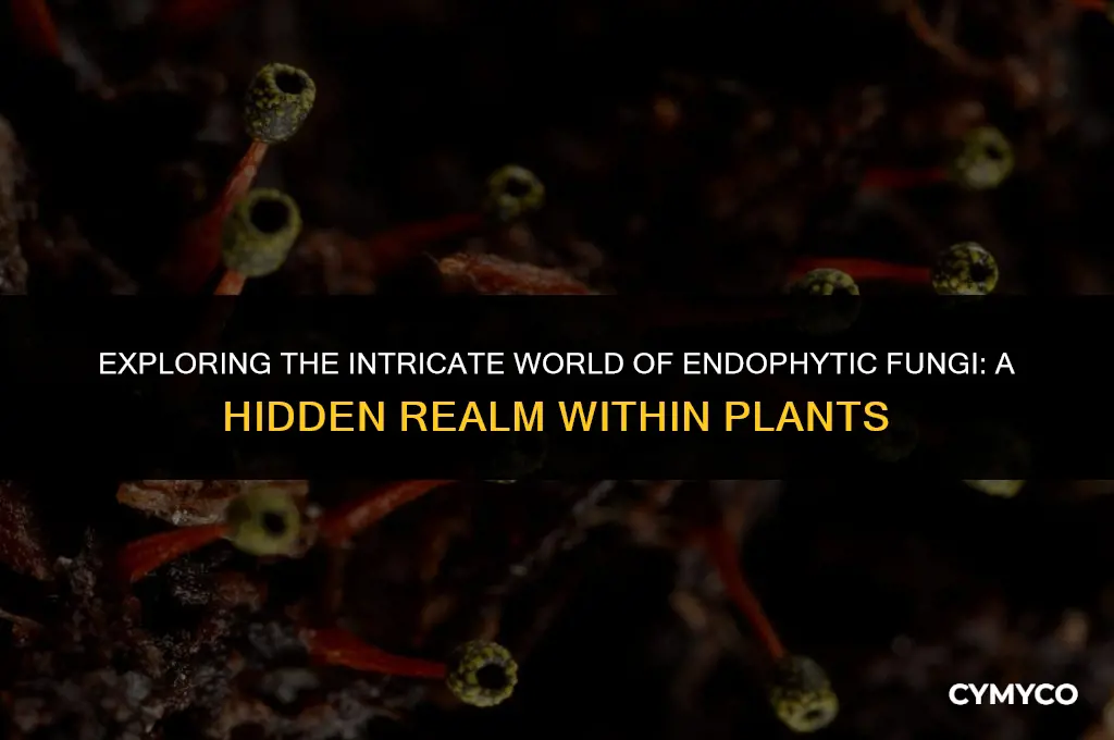 what is endophytic fungi