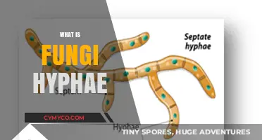 Understanding Fungi Hyphae: Structure, Function, and Ecological Significance Explained