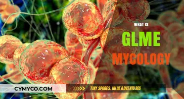 Exploring the Fascinating World of GLME Mycology: A Beginner's Guide