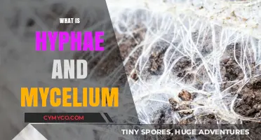 Understanding Hyphae and Mycelium: The Hidden Fungal Network Beneath Us
