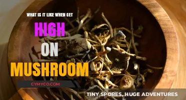 Exploring the Psychedelic Realm: A Journey Through Mushroom-Induced Euphoria