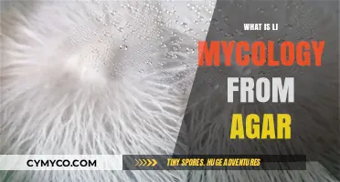 Exploring the Fascinating World of Li Mycology: A Journey from Agar