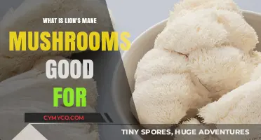 Unlocking the Health Benefits of Lion's Mane Mushrooms