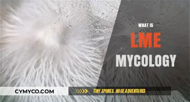 Exploring the Fascinating World of LME Mycology: A Beginner's Guide
