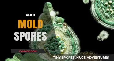 Unveiling the Mysteries of Mold Spores: A Comprehensive Guide