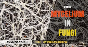 Exploring the Intricate World of Mycelium in Fungi