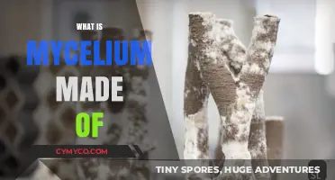 Unveiling the Mysteries of Mycelium: A Deep Dive into Nature's Network