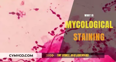 Unveiling the Mysteries of Mycological Staining: A Comprehensive Guide