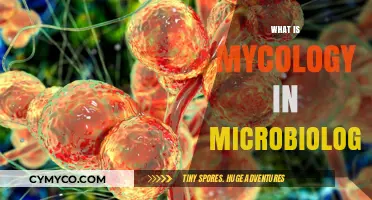 Exploring the Fascinating World of Mycology in Microbiology