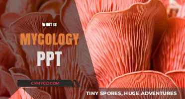 Exploring the Fascinating World of Mycology: A Comprehensive Guide