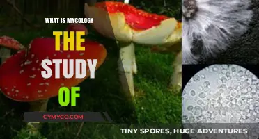 Exploring Mycology: The Fascinating Study of Fungi and Their Roles