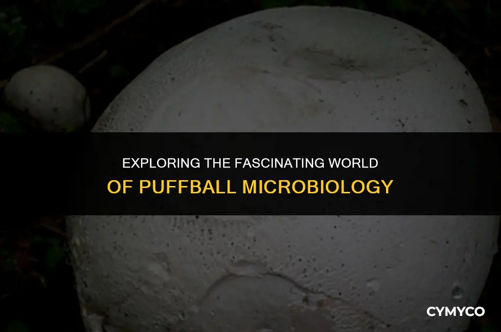 what is puffball microbiology