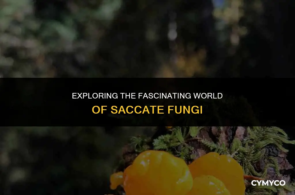 what is saccate in mycology