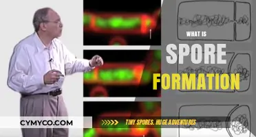 Unlocking the Mysteries of Spore Formation: A Comprehensive Guide