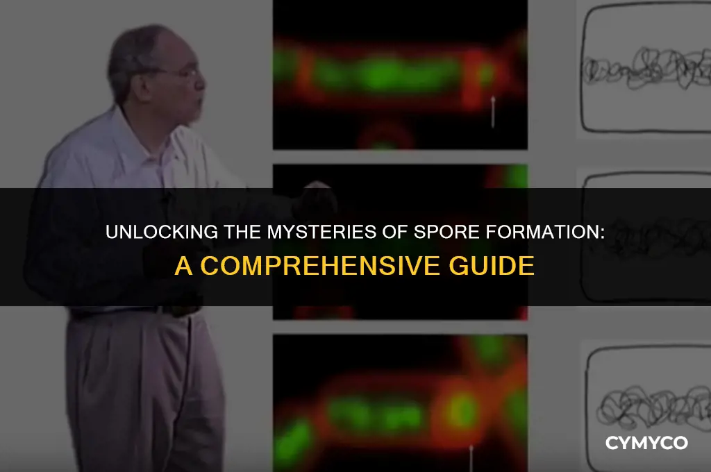 what is spore formation