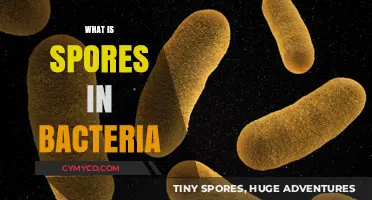 Unveiling the Mysteries of Bacterial Spores: A Comprehensive Guide