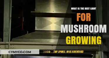 Optimal Lighting for Mushroom Cultivation: Best Light for Growth