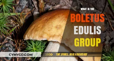 Exploring the Boletus Edulis Group: A Comprehensive Guide