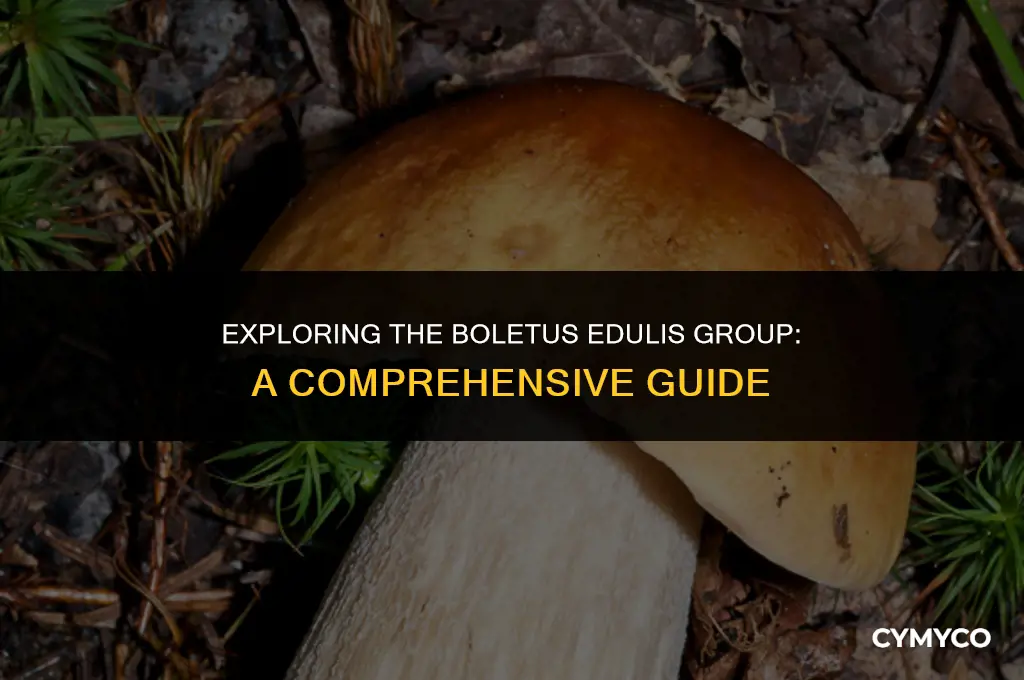 what is the boletus edulis group