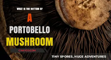 Exploring the Depths: What Lies Beneath a Portobello Mushroom?