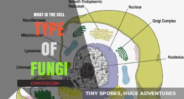 Understanding Fungi: Exploring the Unique Cell Structure of Fungal Organisms