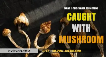 Legal Consequences of Mushroom Possession: What You Need to Know