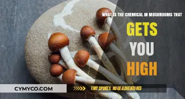 Exploring the Psychoactive Compound in Mushrooms: A Comprehensive Guide