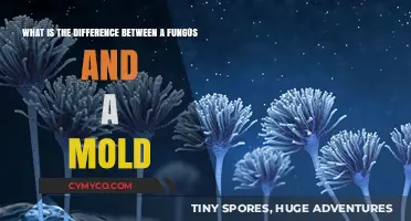 Fungus vs. Mold: Understanding the Key Differences and Similarities