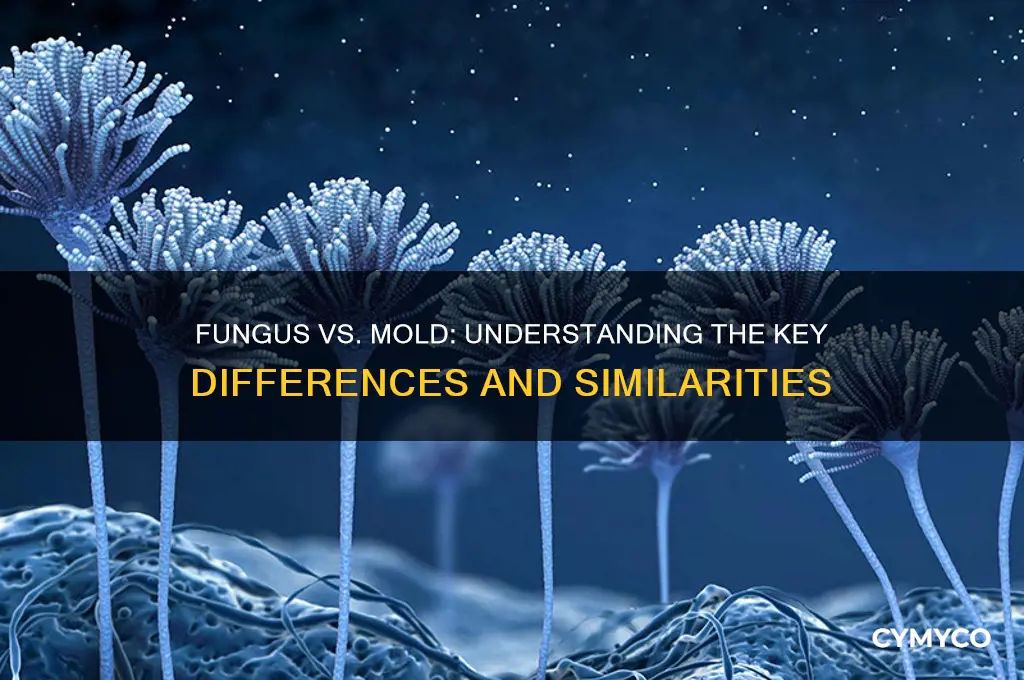 what is the difference between a fungus and a mold