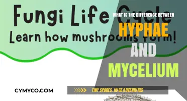 Hyphae vs. Mycelium: Understanding the Fungal Network's Key Components
