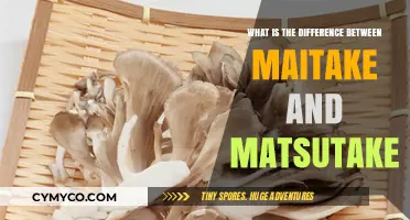 Exploring the Unique Flavors: Maitake vs Matsutake Mushrooms
