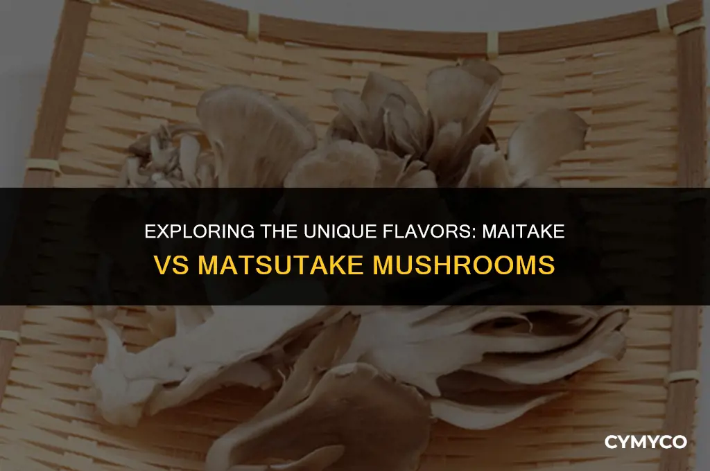what is the difference between maitake and matsutake
